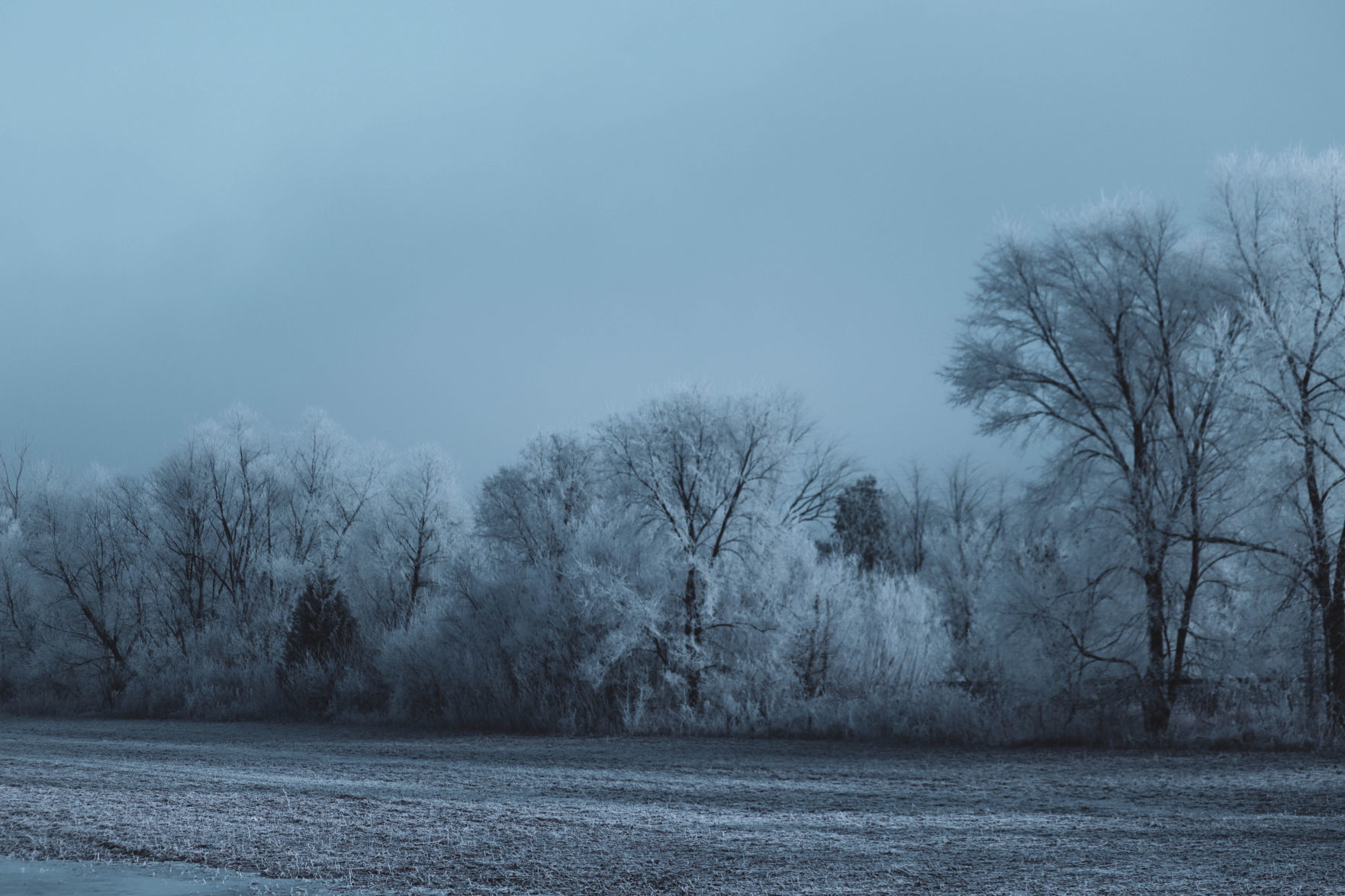 Frosty morning